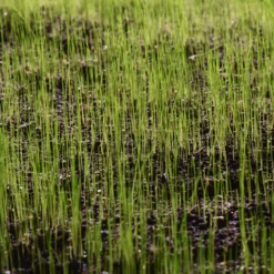 Verve Sunny Grass Seeds, 5kg 9 Verve Sunny Grass Seeds, 5kg -Garden Store verve sunny grass seeds 5kg3663602947516 10i