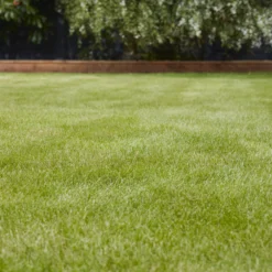 Verve Universal Grass Seeds, 1.5kg -Garden Store verve universal grass seeds 1 5kg3663602947455 01i