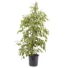 Weeping Fig In 21cm Black Plastic Grow Pot 1 Weeping Fig In 21cm Black Plastic Grow Pot -Garden Store weeping fig in 21cm black plastic grow pot3663602462606 22c bq