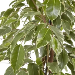 Weeping Fig In 21cm Black Plastic Grow Pot -Garden Store weeping fig in 21cm black plastic grow pot3663602462606 37c bq