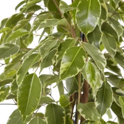 Weeping Fig In 21cm Black Plastic Grow Pot -Garden Store weeping fig in 21cm black plastic grow pot3663602462606 38c bq