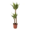 Yucca In 24cm Terracotta Plastic Grow Pot -Garden Store yucca in 24cm terracotta plastic grow pot3663602462392 02c bq