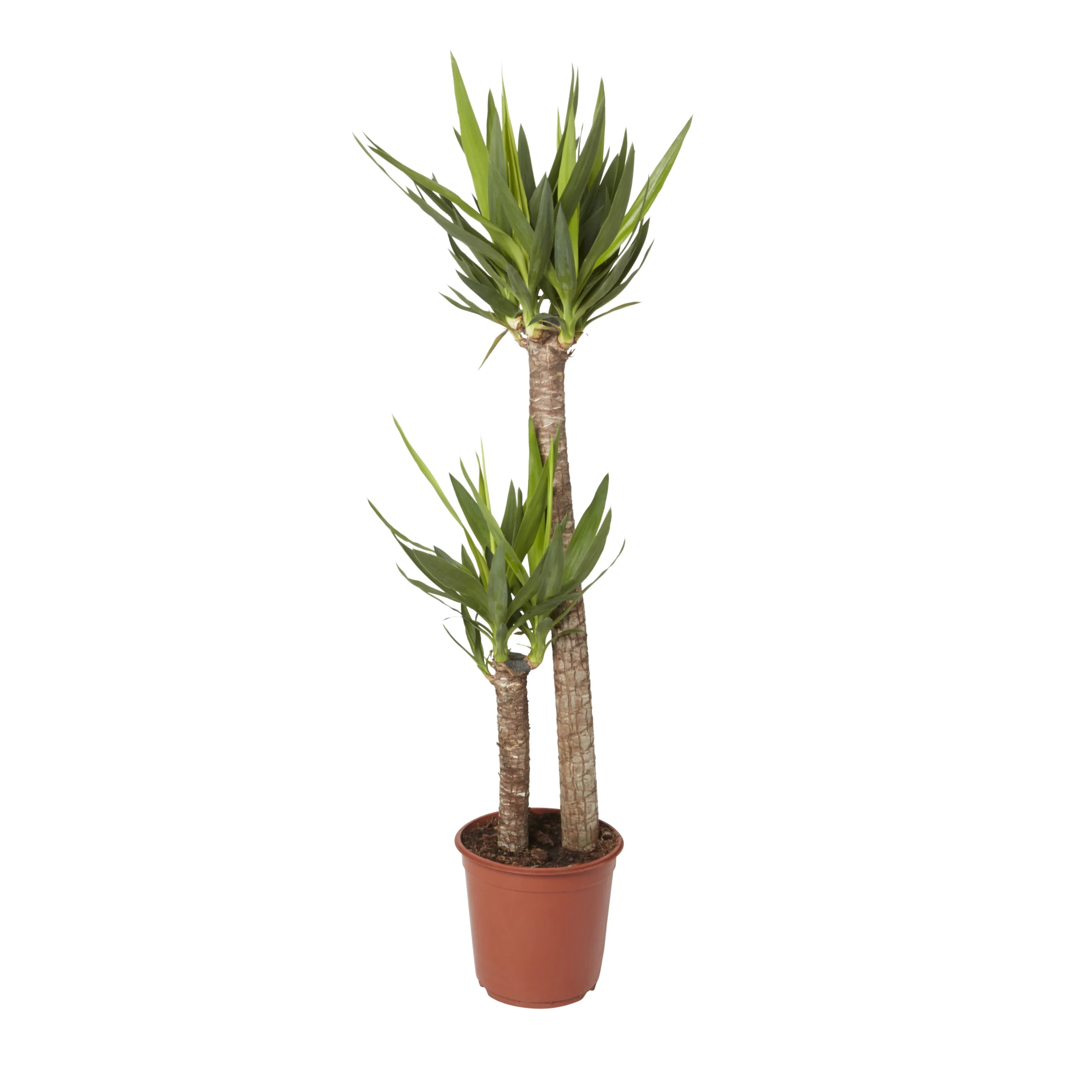 Yucca In 24cm Terracotta Plastic Grow Pot 3 Yucca In 24cm Terracotta Plastic Grow Pot